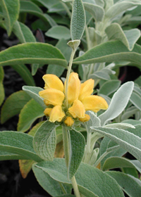 Phlomis chrysophylla                              